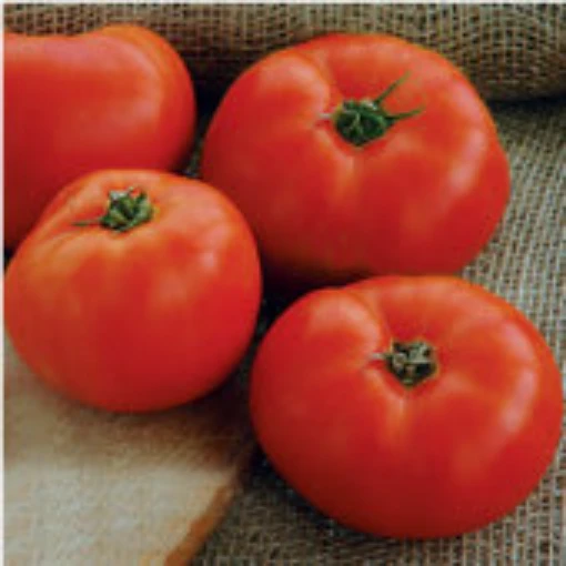 Mountain Glory Tomato  TM594-20