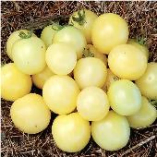 White Cherry Tomato  TM363-20