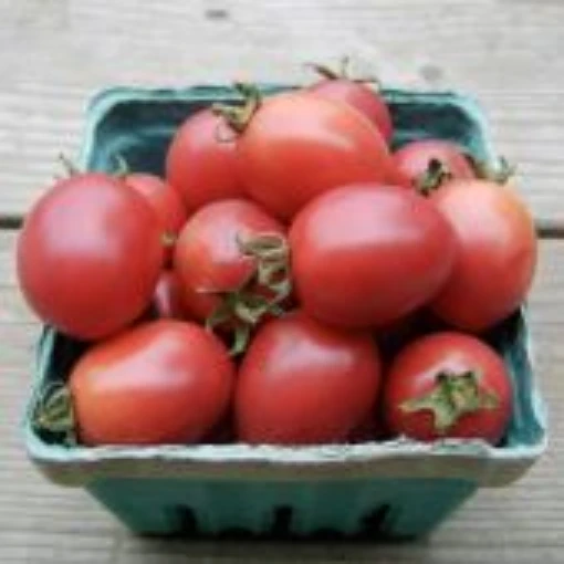 Egg Tomato TM597-20