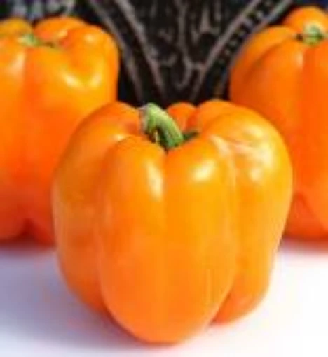 Orange King Peppers  SP112-20