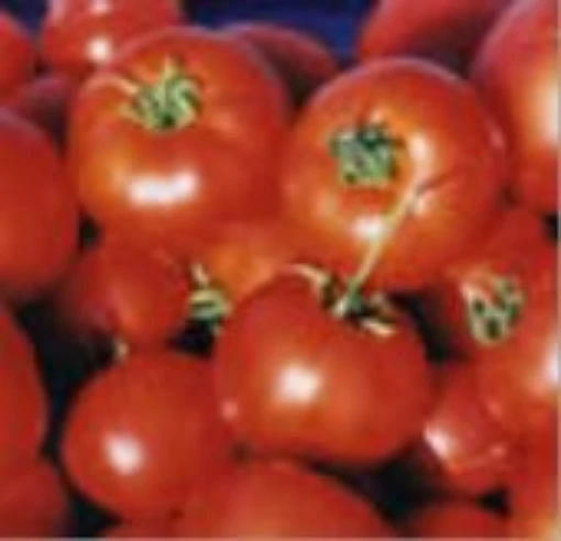 Lisa King Tomato TM618-10