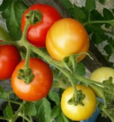 Polar Star Tomato TM625-20