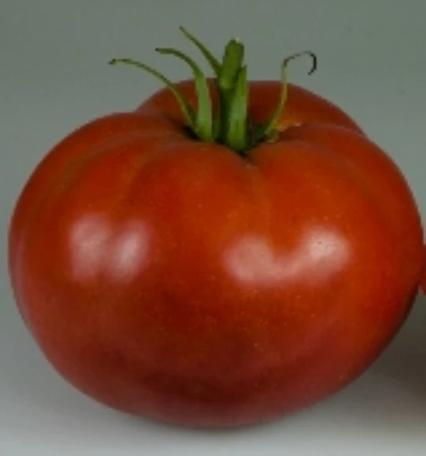 Royesta Tomato TM633-20