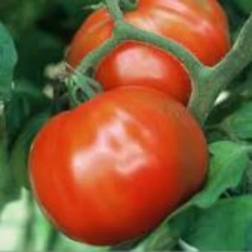 Sugar Baby Tomato TM636-20