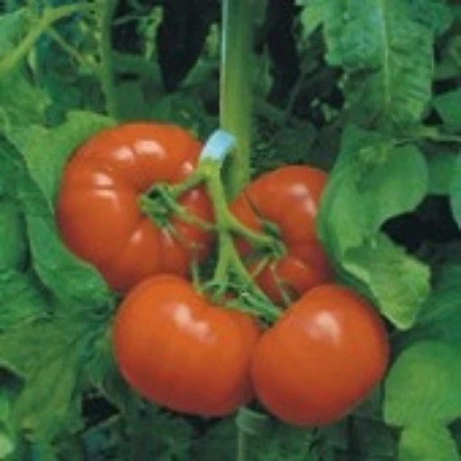 Trust Tomato, Trust Tomato Seeds. Reimer Seeds