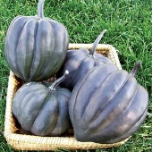 Black Bellota Squash SQ112-20