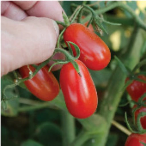 Red Grape Tomato TM658-10