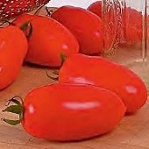 San Marzano 2 Tomato TM660-20