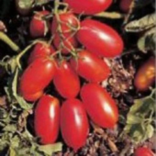 San Marzano Nano Tomato TM661-20