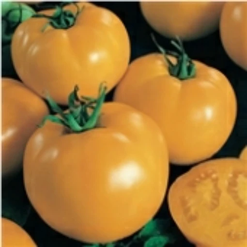 Sunny Boy Tomato TM663-20