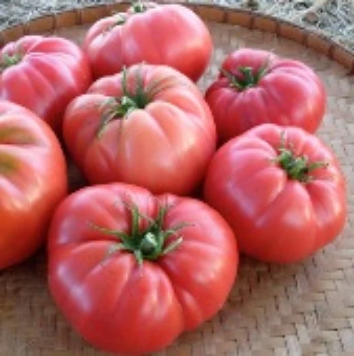 Florida Pink Tomato TM691-10