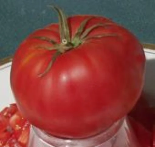 Large Pink Bulgarian Tomato TM689-10