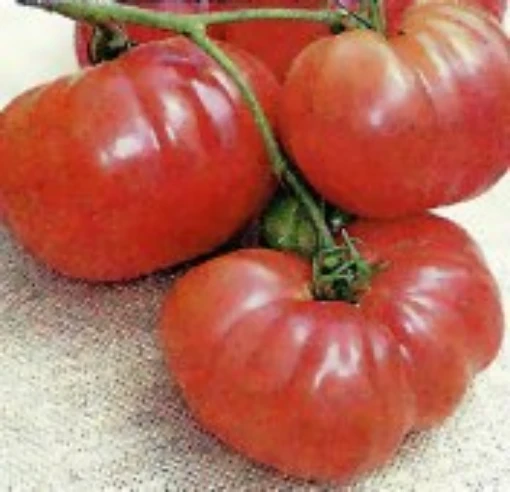 Mr Underwood's Pink German Giant Tomato TM686-20