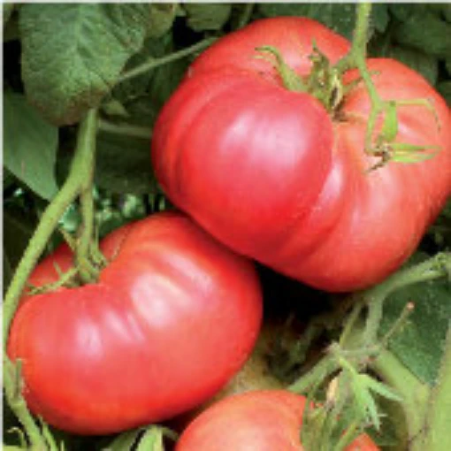 Crnkovic Yugoslavian Tomato TM694-20