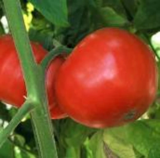 Purple Brandy Tomato TM684-10