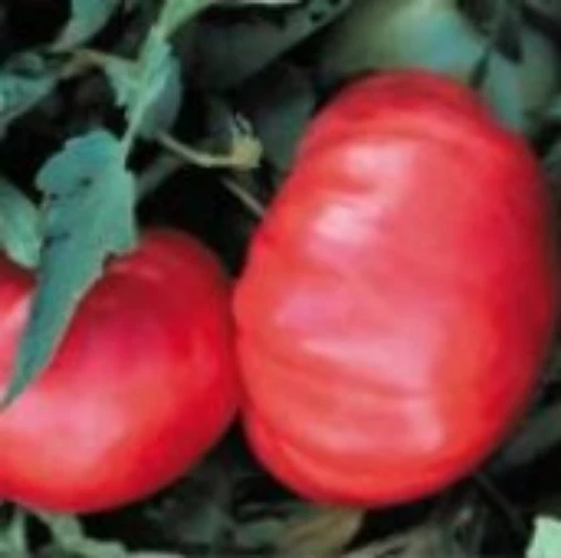 Dr Lyle Tomato TM693-10