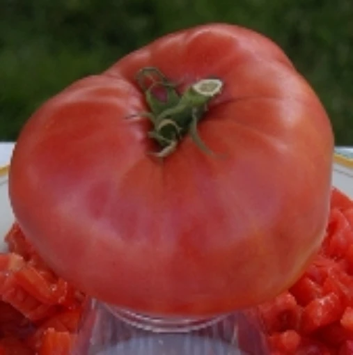 Tappy's Finest Tomato TM678-20