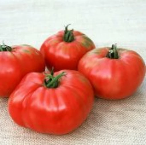 Sandul Moldovan Tomato TM680-10