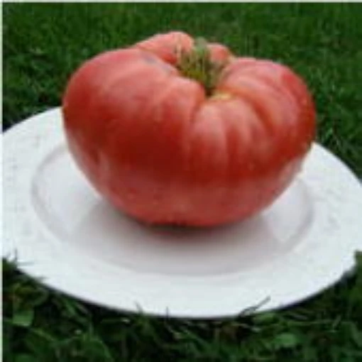 Tidwell German Tomato TM677-10