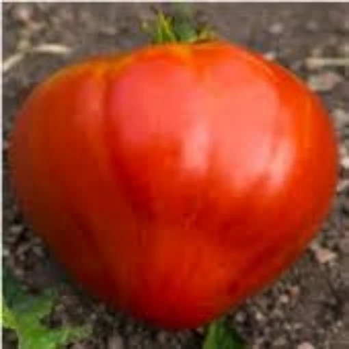 Russian 117 Tomato TM702-10