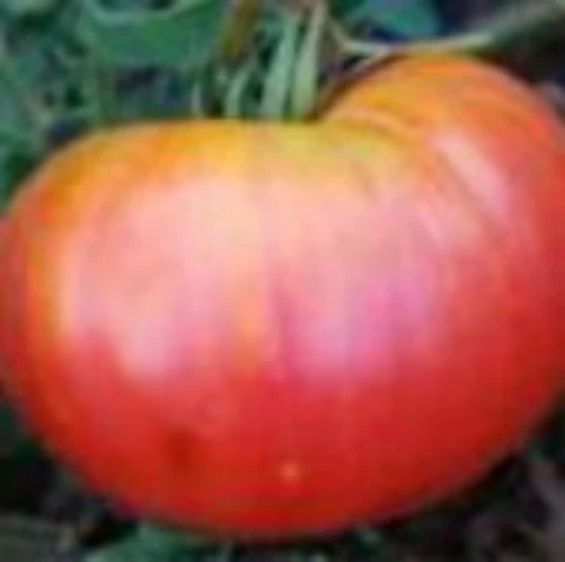 Northern Lights Tomato TM730-10