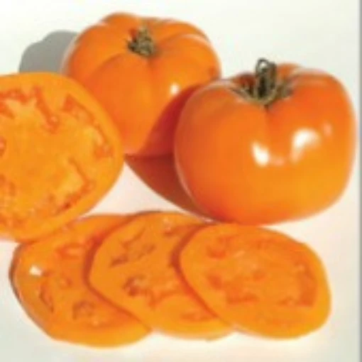 Valencia Tomato TM733-20