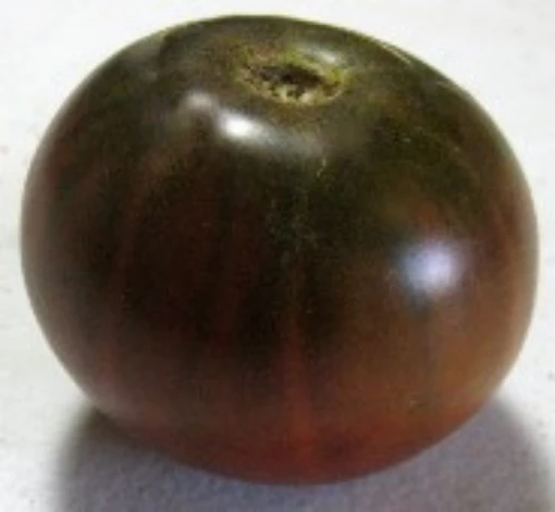 Blue Fruit Tomato TM734-10