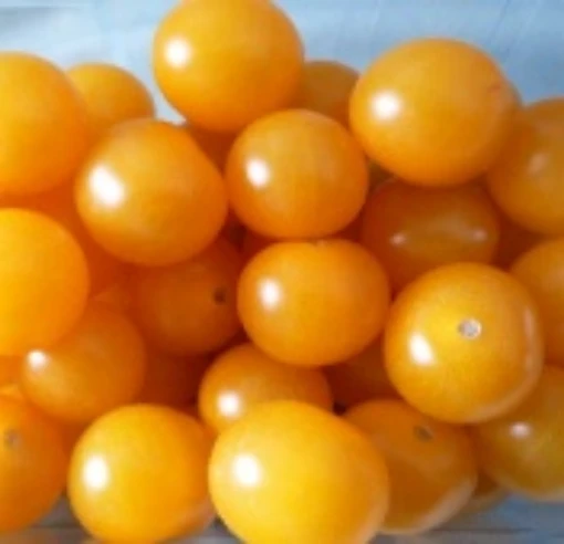 Cerise Orange Tomato TM735-10