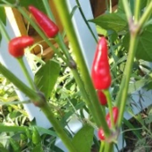 Halawatha Peppers HP2111-10