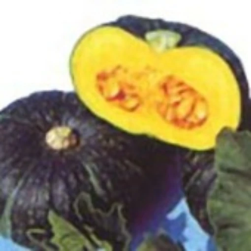 Kabocha Squash SQ113-10