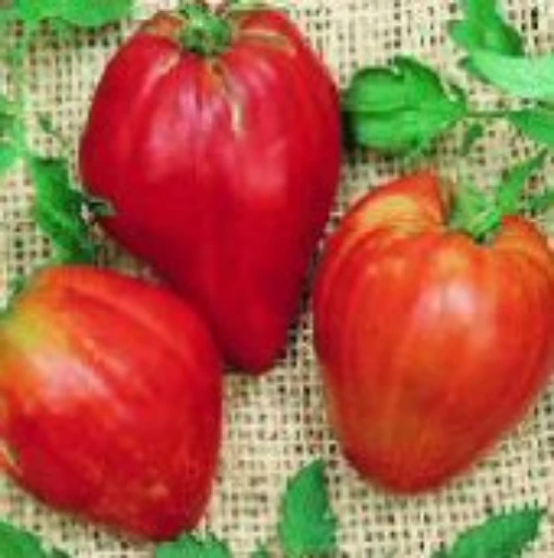 Cuore de Toro Tomato TM450-10