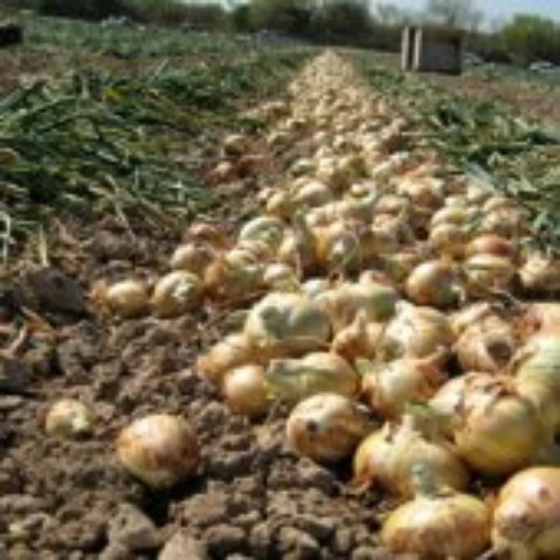 Texas Grano 1015Y Onions ON52-100