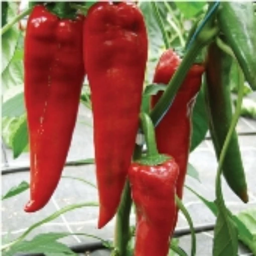 Paprika Peppers HP315-20