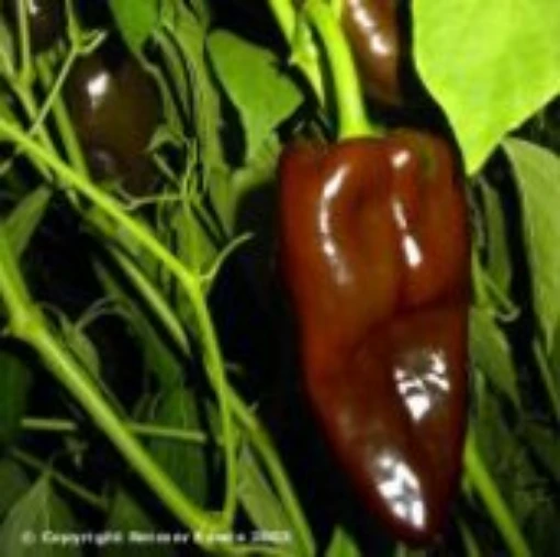 Poblano L Peppers HP187-20