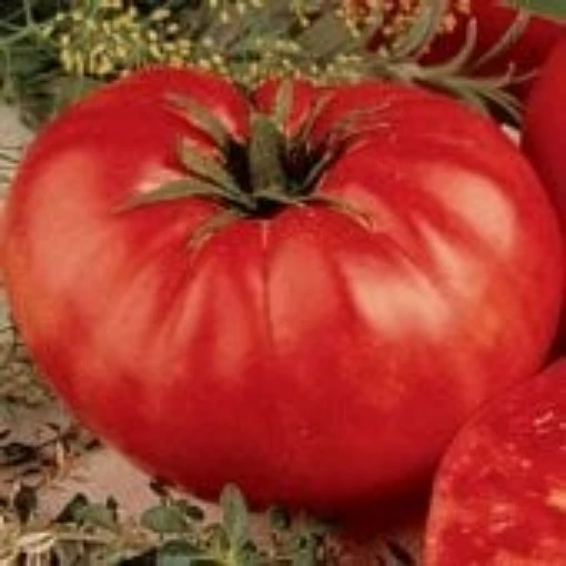 Beefsteak Determinate Tomato Seeds TM744-20