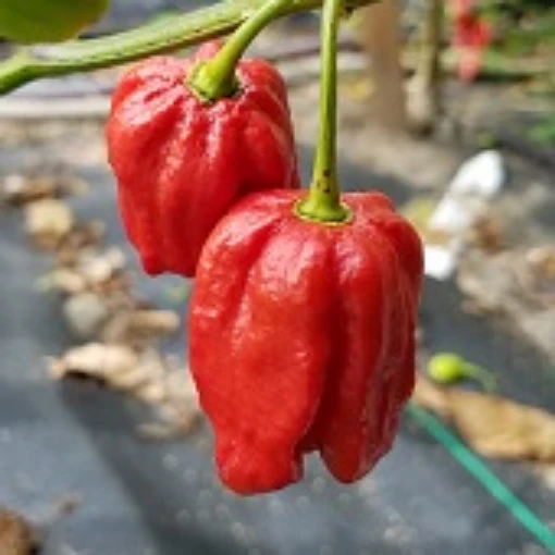 7 Pot Red Peppers HP2015-10