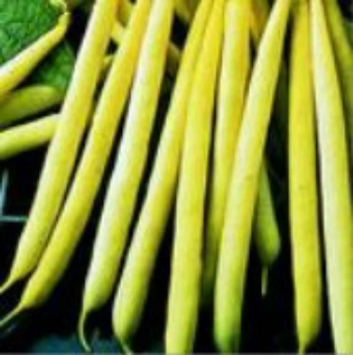 Kentucky Wonder Wax Pole Beans BN114-50