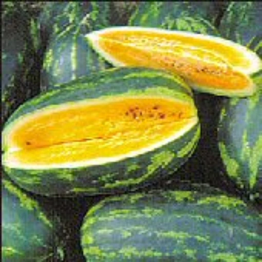 Mountain Sweet Yellow Watermelons WM32-20