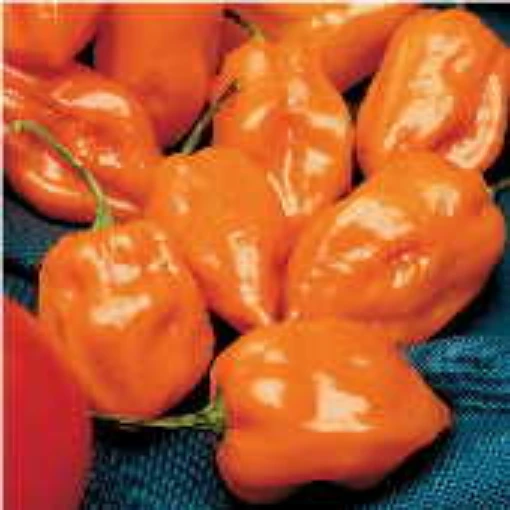 Habanero Orange Peppers (Strain 2) HP2001-10