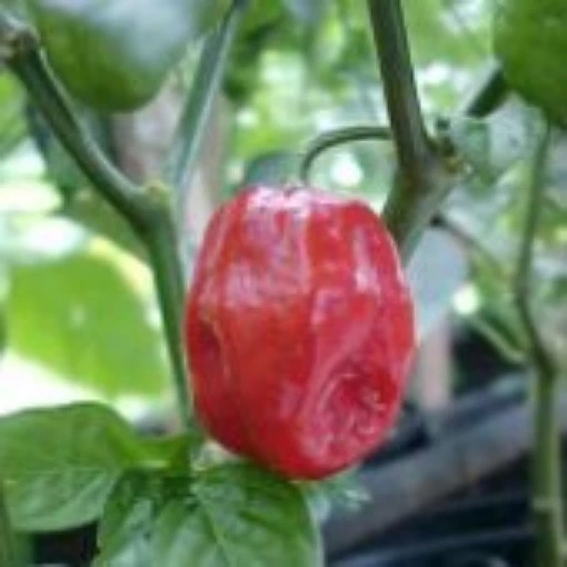 Aji Dulce Peppers (Strain 2) HP1299-10