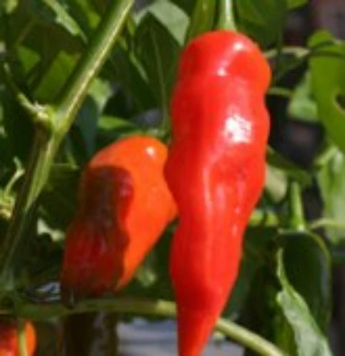 Aji Norteno Peppers HP1065-20