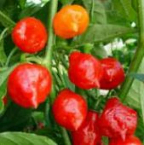 Australian Lantern Red Peppers HP2194-20