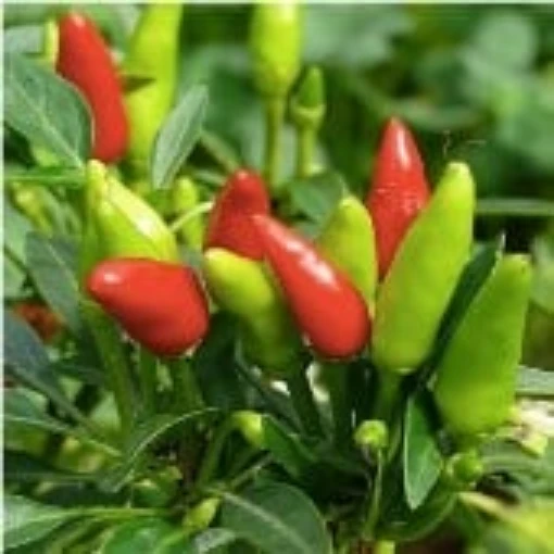 Sadabahar Peppers HP2199-20