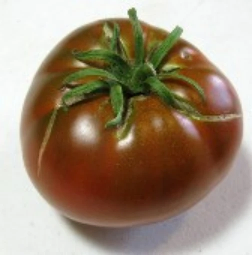 Cherokee Chocolate Tomato TM748-10