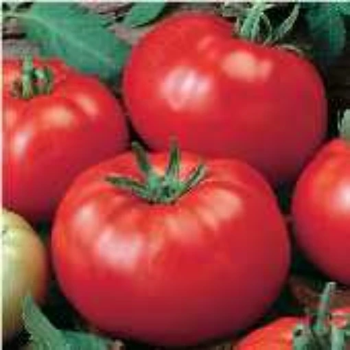 Grandaddy Tomato TM506-10