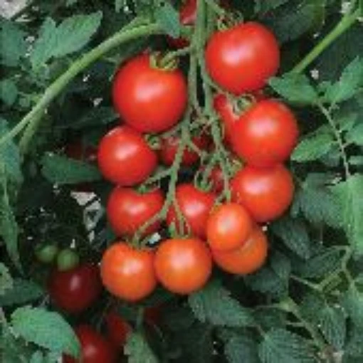 Mountain Magic Tomato TM749-10