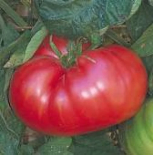 Italian Sweet Tomato TM690-10