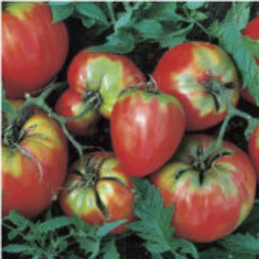 Jung's Giant Oxheart Tomato TM205-10