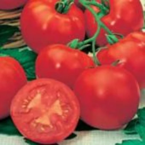 Marglobe F Tomato TM75-20