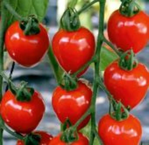 Tomatoberry Tomato TM416-10